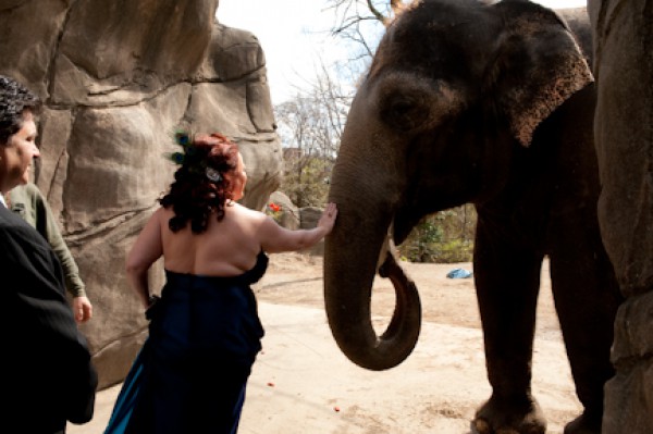 Cincinnati Zoo Wedding Photos