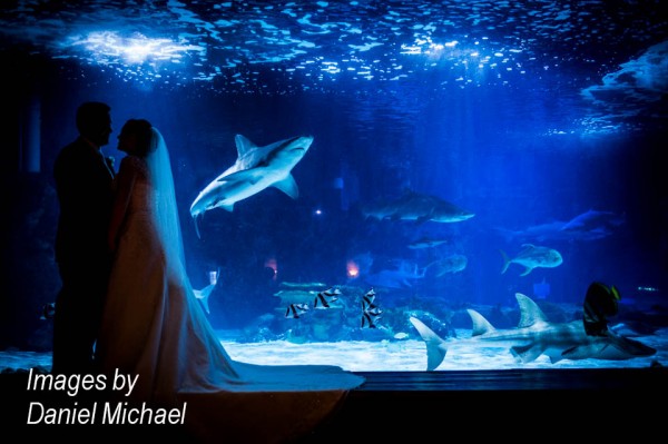 Newport Aquarium Wedding Venue